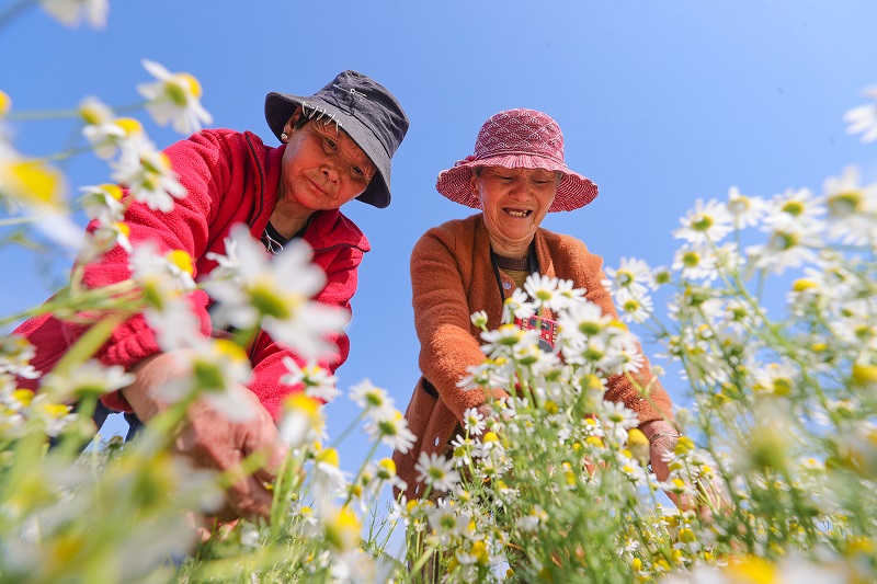 采收洋甘菊 拓宽增收路