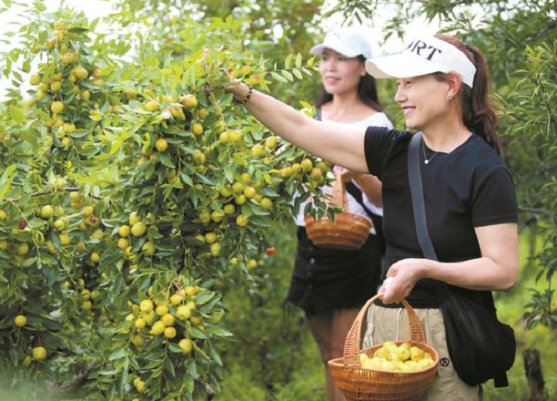灵枣丰收采摘忙